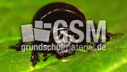 Waldmistkäfer (2).jpg